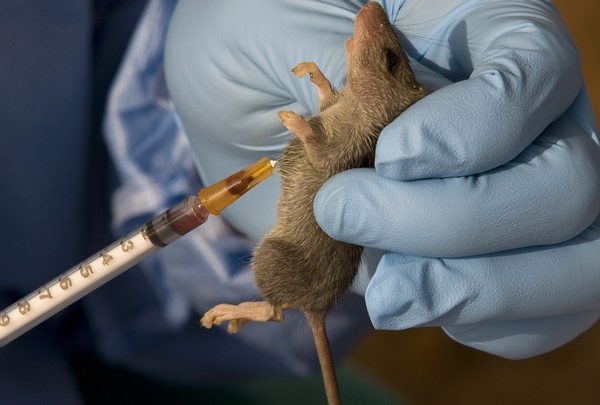 Lassa fever: 10 new cases recorded in Etsako West, Central, Akoko Edo,others